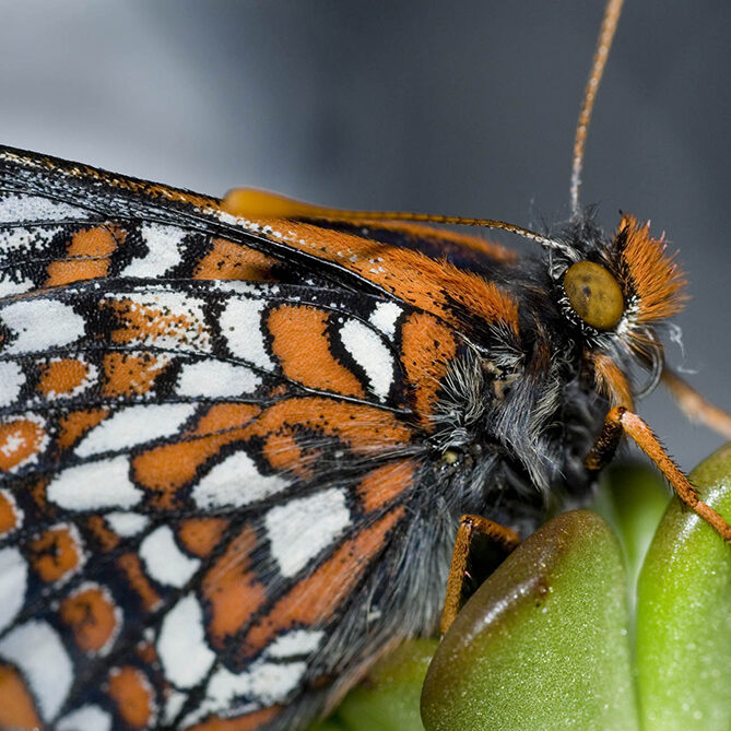 An endangered Taylor's Checkerspot Butterfly at the Oregon Zoo.