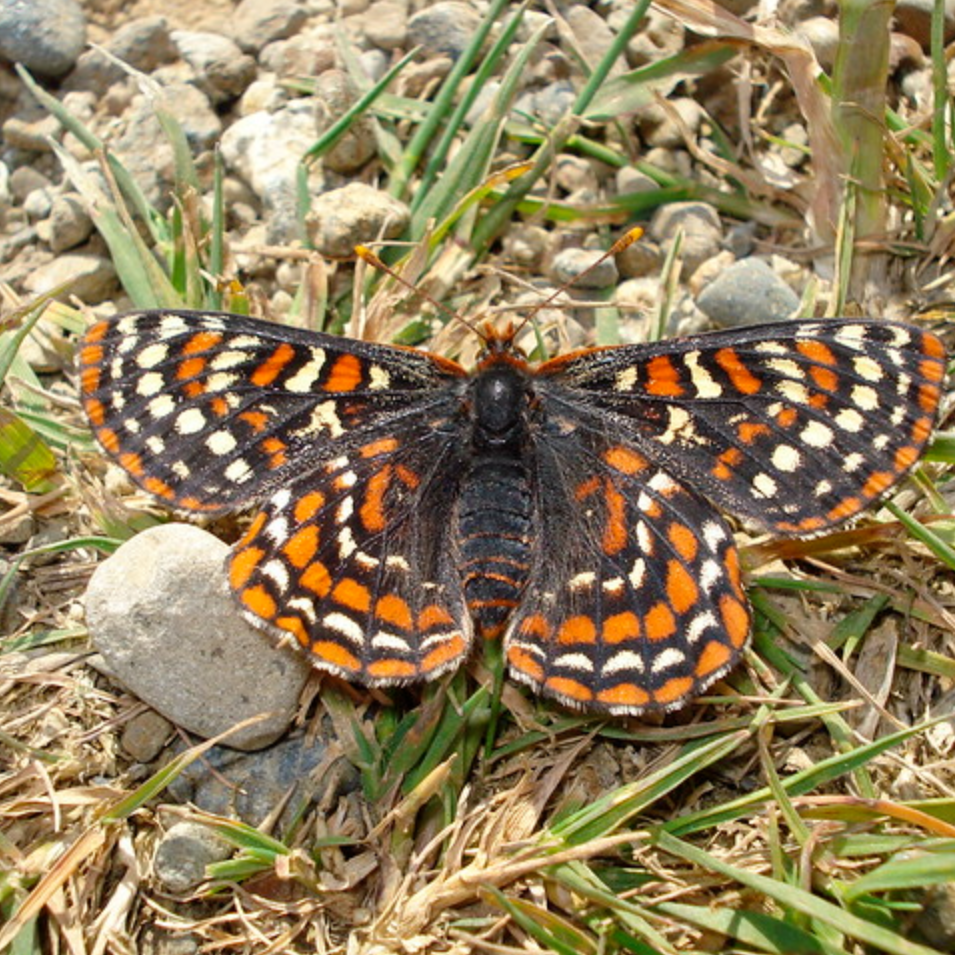 Taylors Checkerspot Butterfly - photo credit: FWS